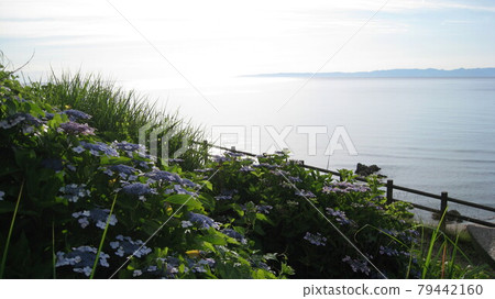 陽光明媚的夏日，繡球花、日本海和佐渡島 79442160