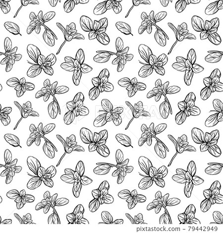Basil Seamless Pattern. Italian herbs.A sprig of marjoram.  79442949