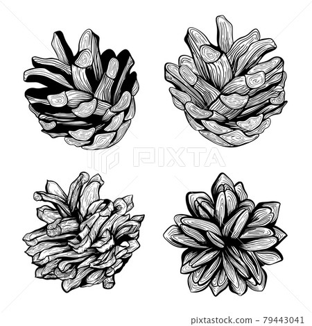A set of pine cones. Vector illustration - Stock Illustration [79443041 ...
