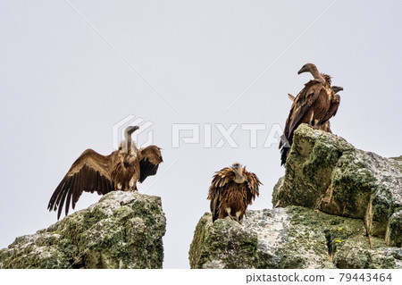 Griffon vultures, Gyps fulvus in Monfrague National Park. Extremadura, Spain 79443464