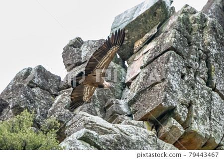 Griffon vulture, Gyps fulvus in Monfrague National Park. Extremadura, Spain Griffon vulture, Gyps fulvus in Monfrague National Park. Extremadura, Spain 79443467