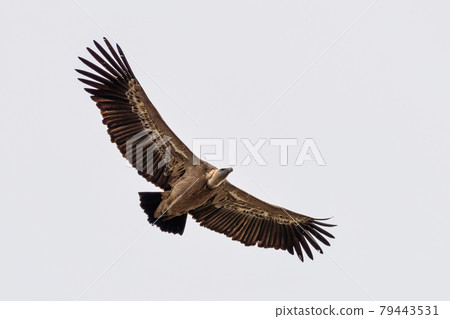 Griffon vulture, Gyps fulvus in Monfrague National Park. Extremadura, Spain 79443531