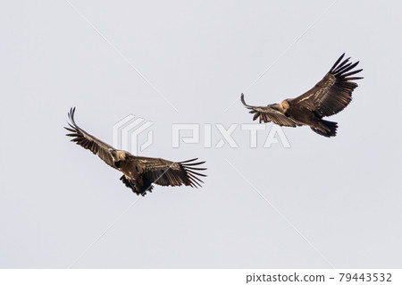Griffon vultures, Gyps fulvus in Monfrague National Park. Extremadura, Spain 79443532
