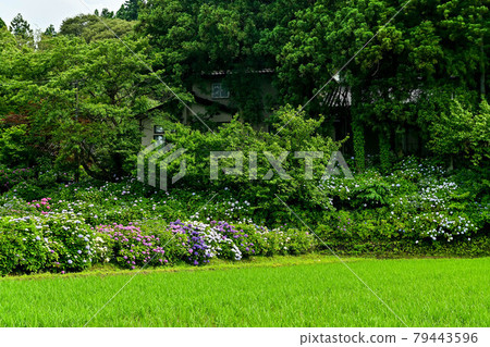 Hydrangea Temple in Kanazawa Hydrangea Temple in Kanazawa 79443596