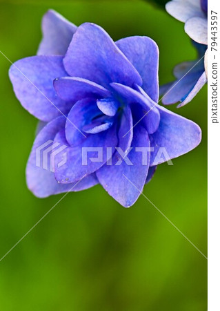 Hydrangea Temple in Kanazawa Hydrangea Temple in Kanazawa 79443597