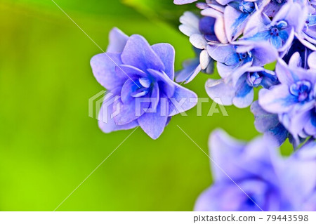 Hydrangea Temple in Kanazawa Hydrangea Temple in Kanazawa 79443598
