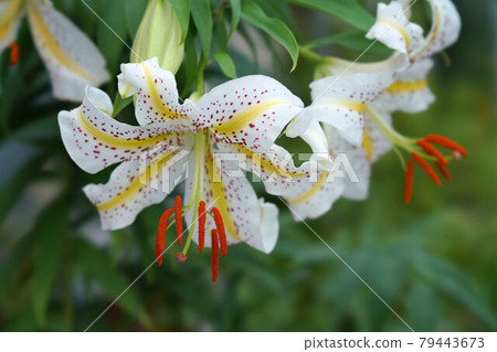 Golden-rayed lily flower Golden-rayed lily flower 79443673
