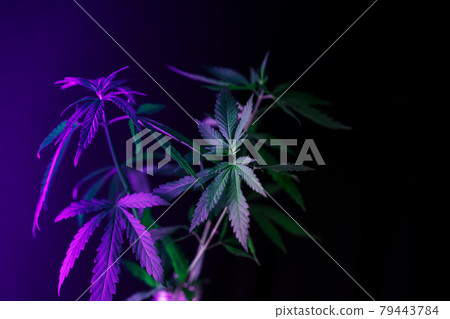 Cannabis bush under ultraviolet light against black background Cannabis bush under ultraviolet light against black background 79443784
