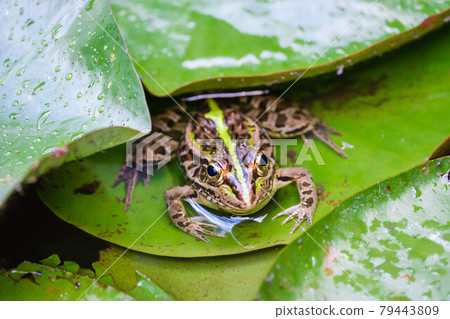 Tonosama frog peeping from water lily leaves Tonosama frog peeping from water lily leaves 79443809