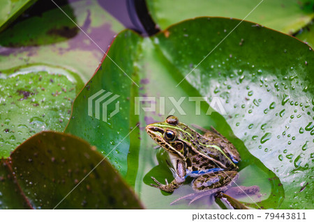Tonosama frog on a water lily leaf 79443811