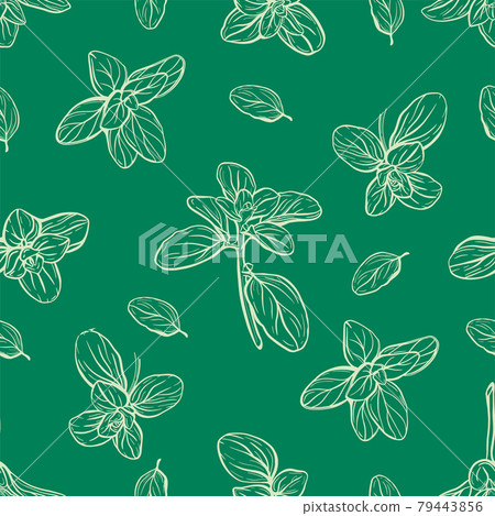 Basil Pattern. Italian herbs.A sprig of marjoram Basil Pattern. Italian herbs.A sprig of marjoram 79443856