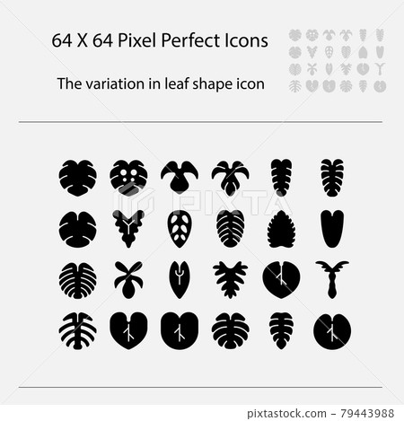 Leaves shape of Intrend tree.Variegation of ornamental plants.Variation of leaves vector glyph icon. 79443988