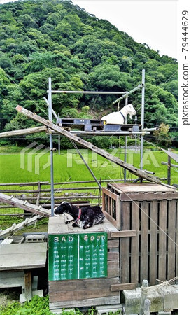 Two domestic goats, a white goat and two black goats, which are kept in two tiers with the sky and mountains in the background. Two domestic goats, a white goat and two black goats, which are kept in two tiers with the sky and mountains in the background. 79444629