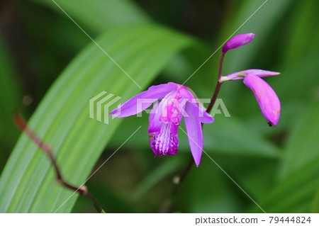 Jorakuen, flowers, famous gardens in Tohoku (Fukushima Prefecture, Fukushima City) 79444824