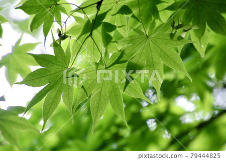 Jorakuen, Ao Momiji, Tohoku's famous garden (Fukushima Prefecture, Fukushima City) 79444825
