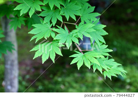 Jorakuen, Ao Momiji, 東北名園 (福島縣, 福島市) Jorakuen, Ao Momiji, 東北名園 (福島縣, 福島市) 79444827