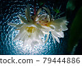 夜之女王發出藍色光芒 79444886