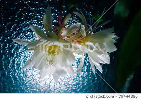 Queen of the Night glowing blue 79444886