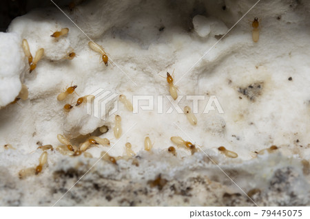 Termites inside the termite bait box. Termites inside the termite bait box. 79445075