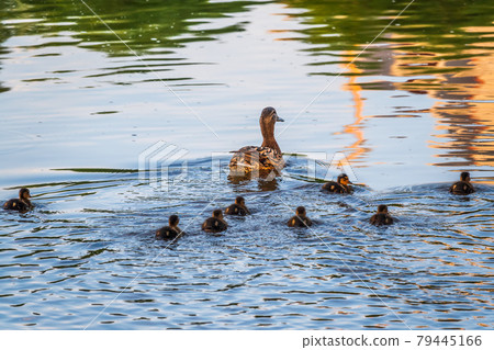 A family of ducks, a duck and its little ducklings are swimming in the water. The duck takes care of its newborn ducklings. Mallard, lat. Anas platyrhynchos 79445166