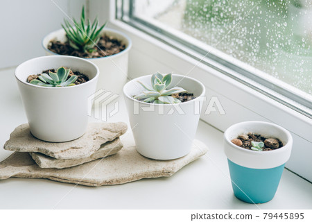 Succulents in white pots on the windowsill. 79445895