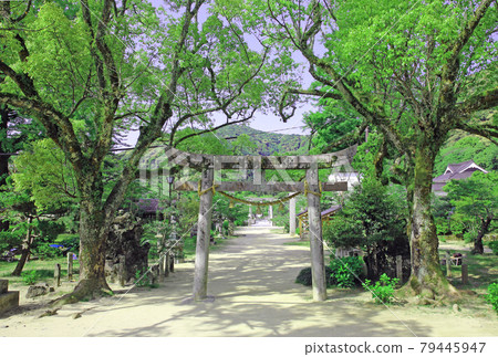 吉岡公園的鮮綠色 吉岡公園的鮮綠色 79445947