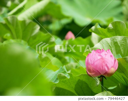 Pink ancient lotus buds (Ancient Has Garden, Yamaga City, Kumamoto Prefecture) 79446427