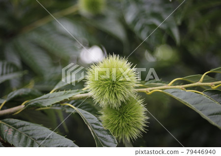 Early summer's chestnut Early summer's chestnut 79446940