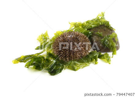 Gray sea urchins and alga 79447407