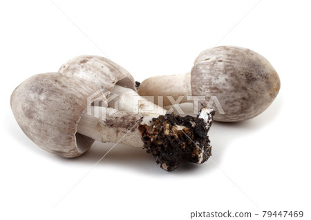 Coprinopsis atramentaria (Inky cap). Chinese medicine use this mushroom. Incompatible with alcohol. Coprinopsis atramentaria (Inky cap). Chinese medicine use this mushroom. Incompatible with alcohol. 79447469