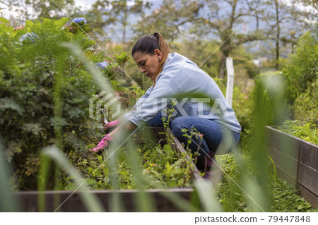 woman preparing her vegetable garden for transplanting seedlings. 79447848