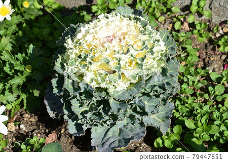 A high-angle photo of a cream-colored leaf peony in the center A high-angle photo of a cream-colored leaf peony in the center 79447851