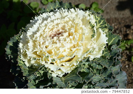 A high-angle photo of a cream-colored leaf peony in the center A high-angle photo of a cream-colored leaf peony in the center 79447852