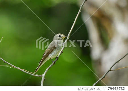 灰鶲 灰鶲 79448782