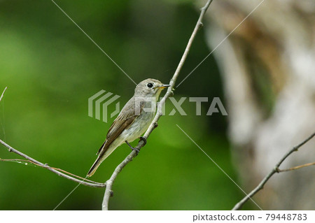 灰鶲 灰鶲 79448783