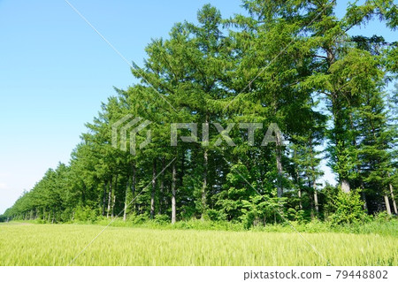 10 Sen Windbreak Security Forest / Memuro Town 79448802
