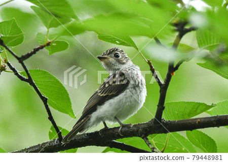 Komebitaki的侄女 79448981