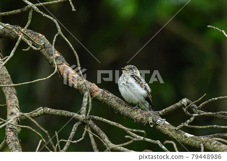 Komebitaki的侄女 79448986