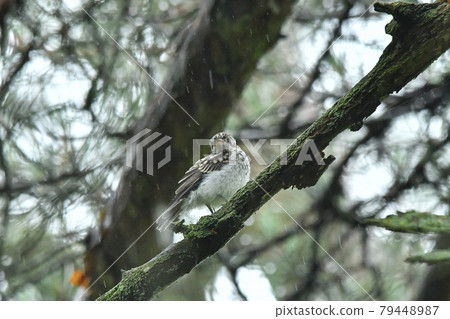 Komebitaki's niece 79448987