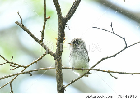 Komebitaki的侄女 79448989