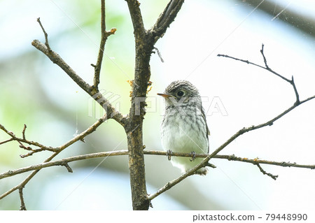 Komebitaki的侄女 79448990