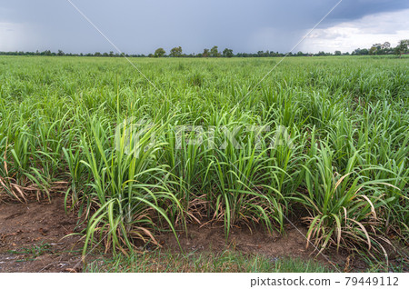 sugar cane field after the rain sugar cane field after the rain 79449112