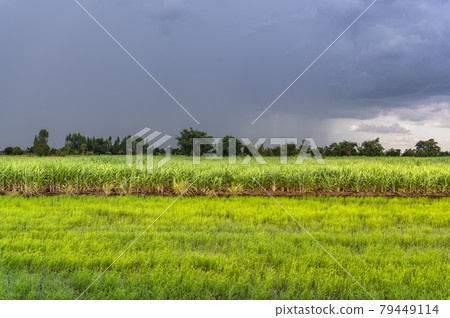 Sugarcane rice field Sugarcane rice field 79449114