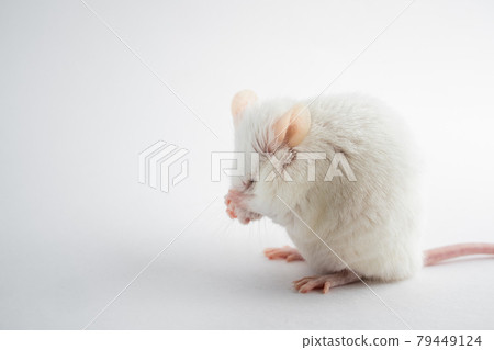 A funny white rat hides its muzzle with its paws. Animals for scientific experiments. 79449124