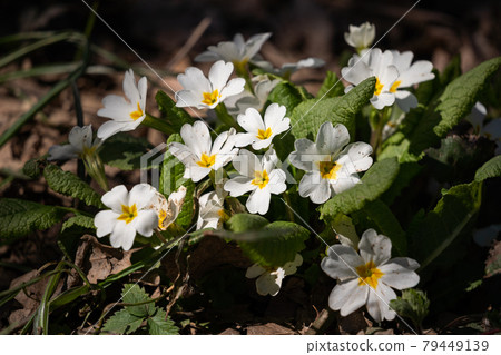 Small white flowers in the forest close-up. Small white flowers in the forest close-up. 79449139