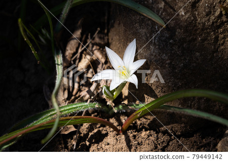 Lonely little white flower on a dark background. Light flower in a dark forest. 79449142