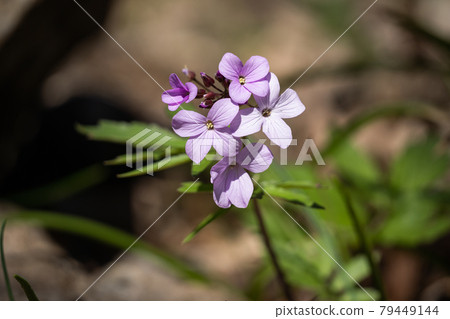 Inflorescence of purple forget-me-nots. Fragrant flowers close-up. Inflorescence of purple forget-me-nots. Fragrant flowers close-up. 79449144