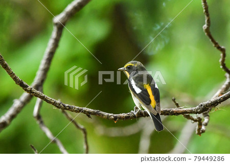 基比塔基 79449286