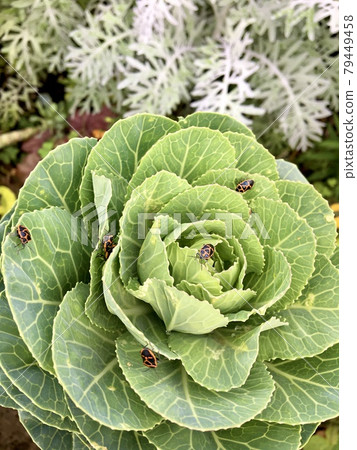 Many turtles on cabbage Many turtles on cabbage 79449458