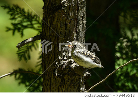 Komebitaki's niece 79449518